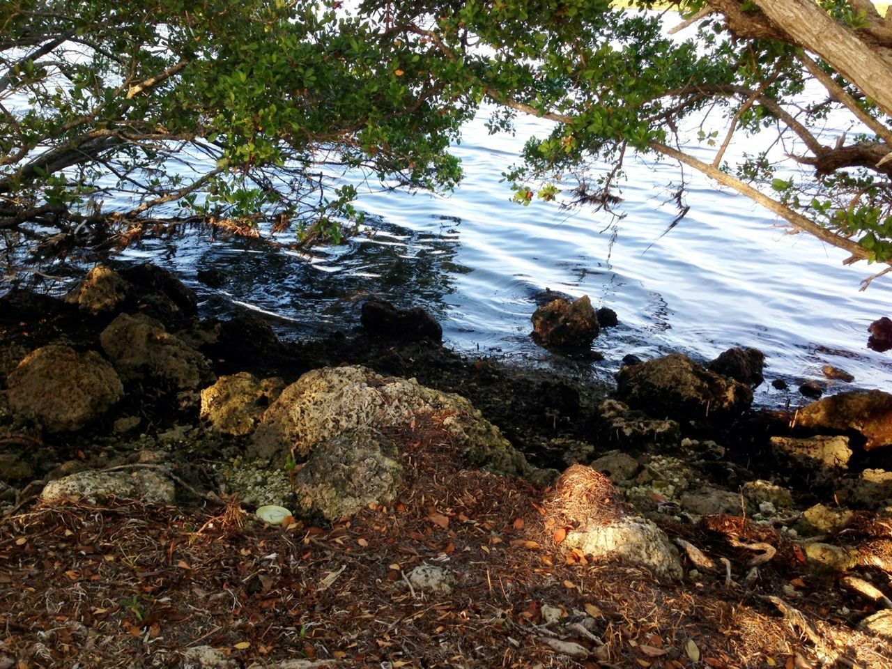 water, tree, tranquility, nature, tranquil scene, beauty in nature, forest, scenics, rock - object, sunlight, growth, reflection, stream, branch, lake, idyllic, outdoors, no people, day, river