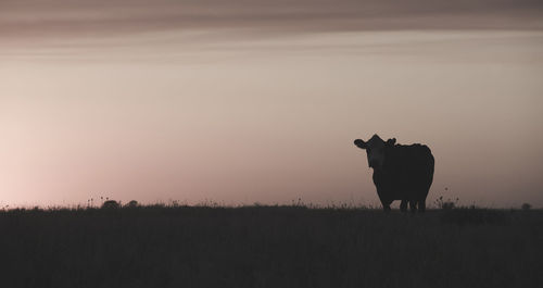 Horse standing on field against sky during sunset