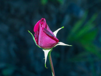 Close-up of pink rose