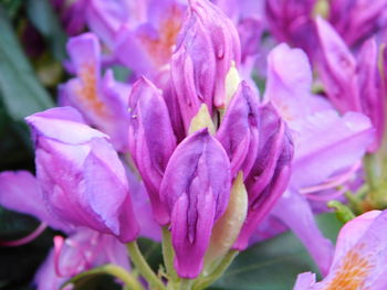 Close-up of pink flowering plant