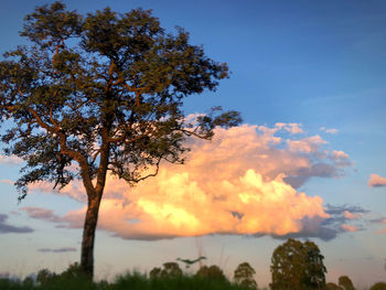 Low angle view of silhouette tree against sky during sunset