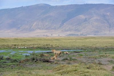 View of sheep on land