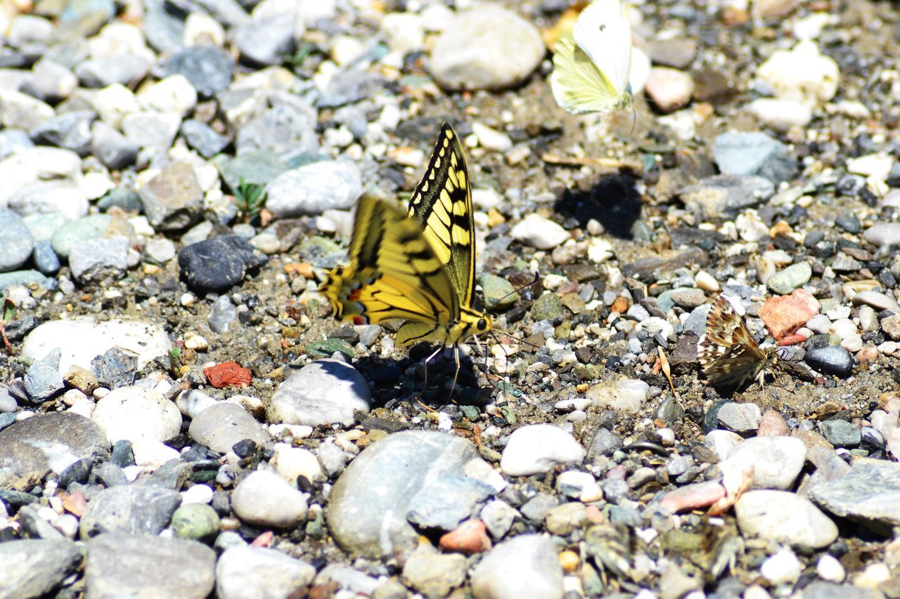 animal wildlife, animal themes, animal, wildlife, one animal, butterfly, nature, stone, insect, rock, day, no people, animal wing, high angle view, beauty in nature, close-up, pebble, outdoors, land, sunlight, moths and butterflies, flower, yellow, leaf, macro photography, zoology