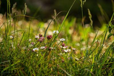 Close-up of flowering plants on land