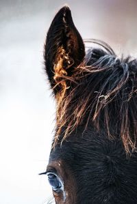 Close-up portrait of horse