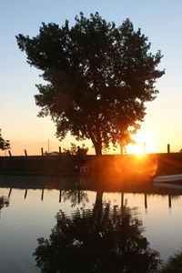 Tree at riverbank