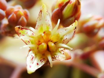 Close-up of fresh flower