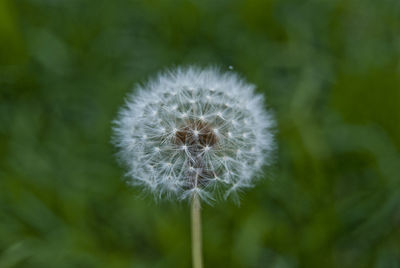 Close-up of dandelion flower