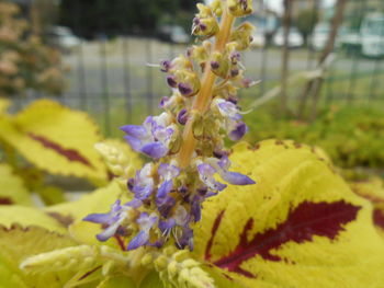 Close-up of purple flower buds growing on plant