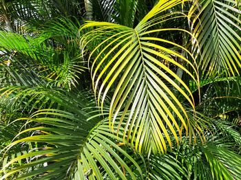 Close-up of palm tree