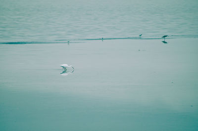 White heron in the sea