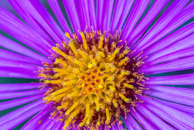 Full frame shot of purple flower