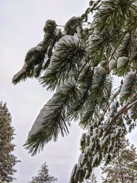 Low angle view of palm tree against sky