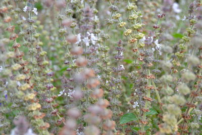 Close-up of flowering plant