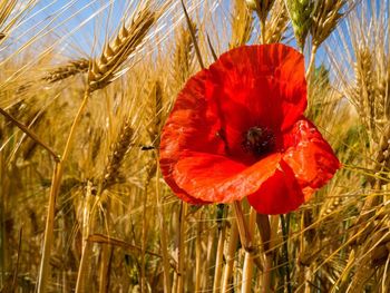 Close-up of poppy in field
