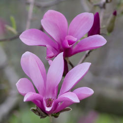 Close-up of pink flower