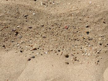 Full frame shot of lizard on sand