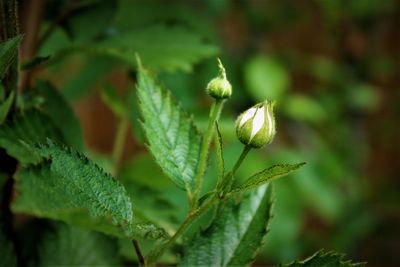 Close-up of fresh green plant