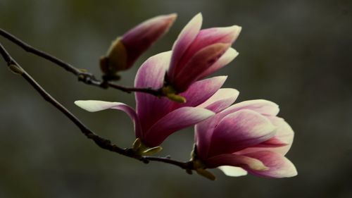 Close-up of pink rose flower