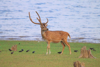 Deer on field against water