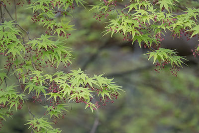 Close-up of plant