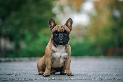 Close-up portrait of dog