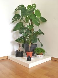 Potted plant on table at home