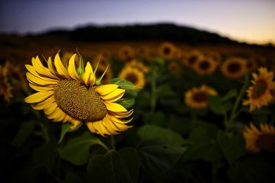 Close-up of sunflower blooming on field against sky