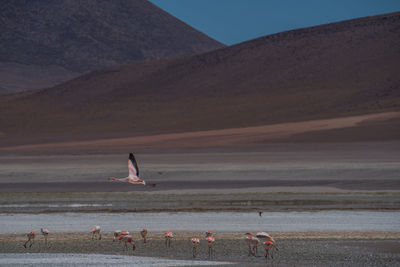 Scenic view of birds on landscape against sky