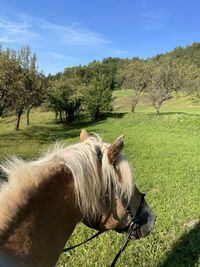 Horses in a field