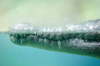 Crocodile in lake