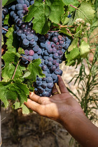 Cropped hand of person holding grapes