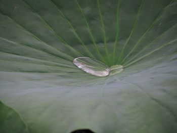 Close-up of leaves