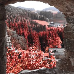 Red flowers growing on tree