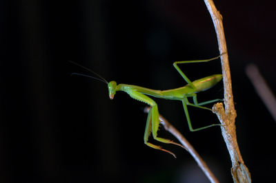 Close-up of praying mantis on branch