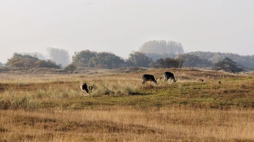 Deer grazing on grassy landscape against sky