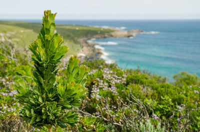 Plants growing on field by sea against sky