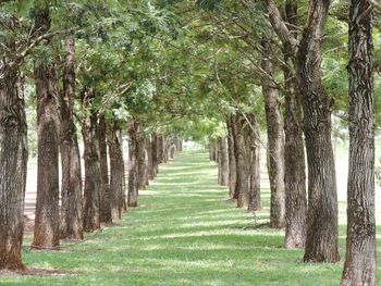 Trees on landscape