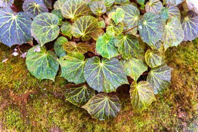 High angle view of plants growing on land