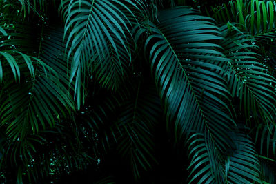 Low angle view of palm tree