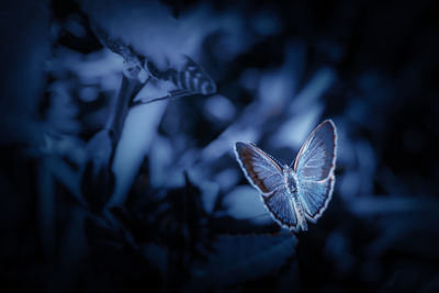 Close-up of butterfly on plant leaves