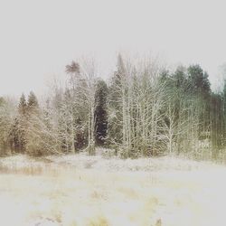 Bare trees on snow covered field