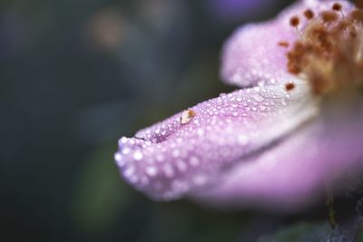 Close-up of wet purple flower