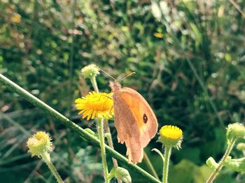 Close-up of butterfly pollinating on yellow flower