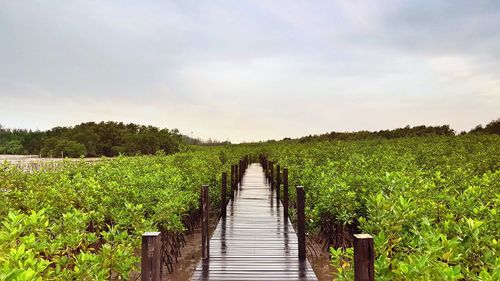 Boardwalk amidst plants growing on field against cloudy sky