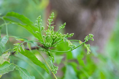 Close-up of plant