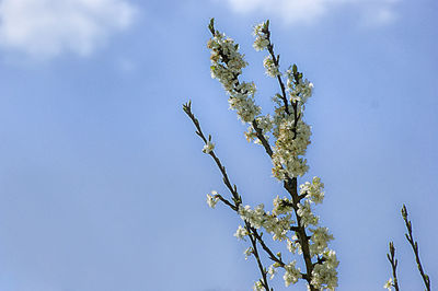 Low angle view of flowering plant against clear sky