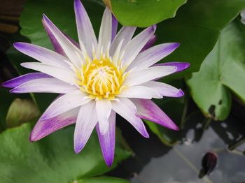 Close-up of purple water lily