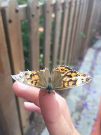 Close-up of butterfly on hand