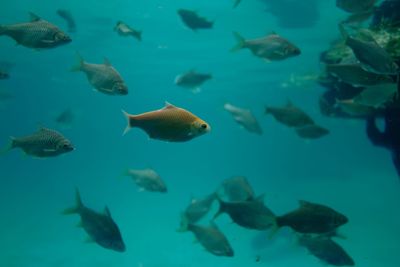 Fish swimming in sea
